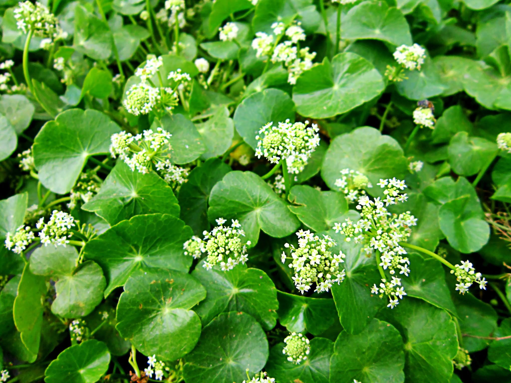 סנטלה – Centella asiatica, גוטו-קולה