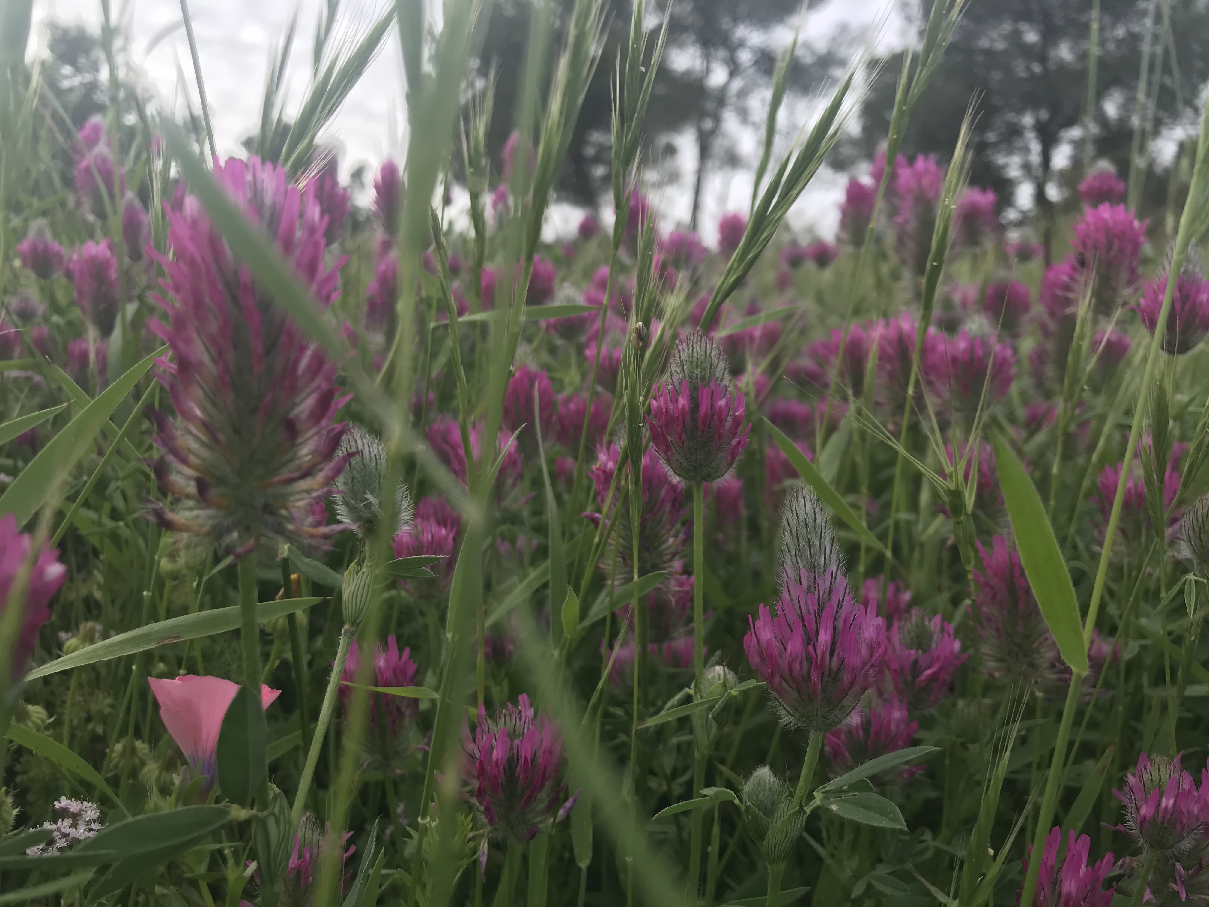 צמחי מרפא – תלתן ארגמן בשדה